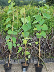 Judaszowiec kanadyjski (Cercis canadensis) c2-c3 zdjęcie sadzonki