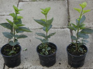 Bez - lilak pospolity (Syringa) Primrose zdjecie sadzonki