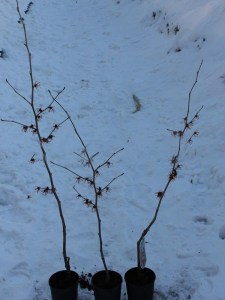 Oczar czerwony (Hamamelis intermedia) Diane c2 zdjęcie sadzonki