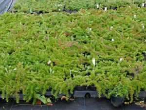 Floks szydlasty (Phlox subulata) Mc Daniels Cushion sadzonki
