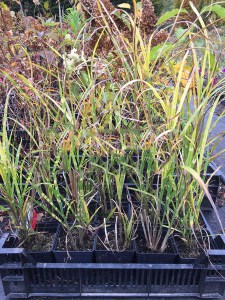 Miskant chiński (Miscanthus sinensis) Giraffe zdjęcie 8