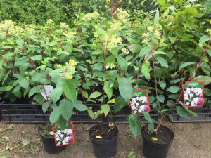Hortensja bukietowa Lammetje - Little Lamb Hydrangea c3 zdjęcie sadzonki 1