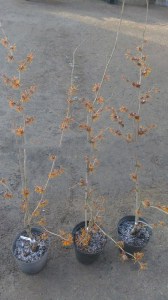 Oczar pomarańczowy (Hamamelis) Jelena c4 zdjęcie sadzonek