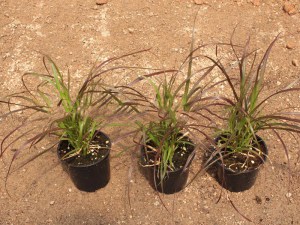 Rozplenica szczotkowata (Pennisetum sataceum) Rubrum zdjęcie sadzonki