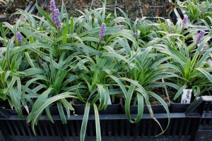 Liriope szafirkowe (Liriope muskari) Gold Banded zdjęcie 6