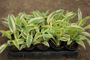 Funkia (Hosta) Lakeside Dragonfly sadzonka 8