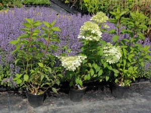 Hortensja bukietowa Phantom Hydrangea c3 zdjęcie sadzonki