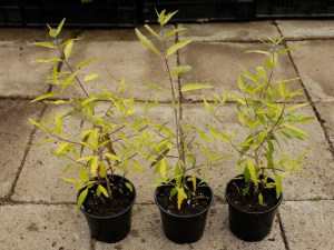 Barbula (Caryopteris) Worcester Gold sadzonki