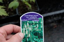 Świecznica (Cimicifuga, Actaea) cordifolia c1 zdjęcie sadzonki 3
