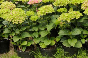 Hortensja ogrodowa (Hydrangea macrophylla) Amethyst c3 zdjęcie sadzonki