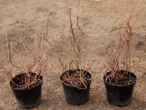 Cytryniec chiński (Schisandra) jadalne owoce c4 zdjęcie sadzonki