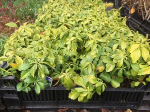 Runianka japońska (Pachysandra terminalis) Green Carpet zdjęcie 4