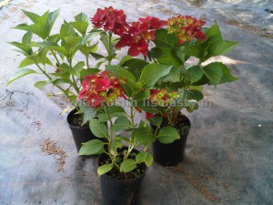 'Hortensja ogrodowa (Hydrangea macrophylla) Green Shadow zdjęcie sadzonki' Hortensja ogrodowa (Hydrangea macrophylla) Green Shadow zdjęcie sadzonki