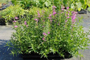 Krwawnica rózgowata (Lythrum virgatum) Dropmore Purple sadzonki 1