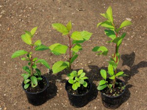 Kalina bodneńska (Viburnum bodnanense) Dawn zdjęcie sadzonki