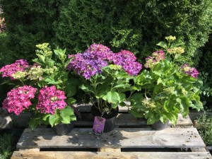 'Hortensja ogrodowa (Hydrangea) Curly Sparkle c3 zdjęcie sadzonki' Hortensja ogrodowa (Hydrangea) Curly Sparkle c3 zdjęcie sadzonki