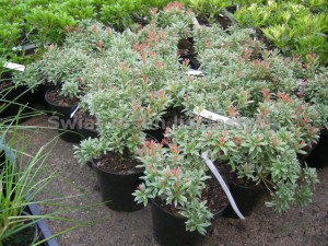 Pieris japoński (Pieris japonica) Little Heath c2 zdjęcie sadzonki