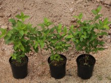 Hortensja bukietowa (Hydrangea paniculata) Limelight c2 zdjęcie sadzonki