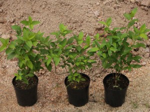 Hortensja bukietowa (Hydrangea paniculata) Limelight c2 zdjęcie sadzonki