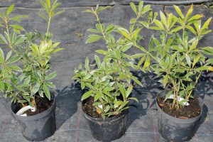Pieris japoński (Pieris japonica) Flaming Silver zdjęcie sadzonki