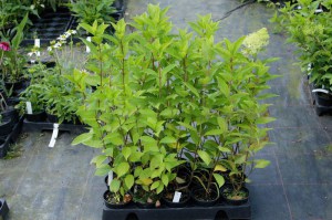 Hortensja bukietowa (Hydrangea paniculata) Sweet Summer zdjęcie sadzonki