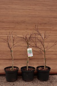 Klon palmowy szczepiony (Acer palm.) Inaba Shidare c4 zdjęcie drzewka