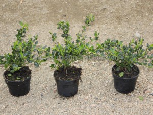 Prusznik (Ceanothus impressus) Victoria c1 foto sadzonki