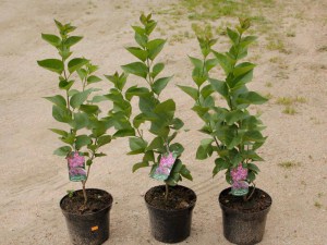 Bez - lilak pospolity (Syringa vulgaris) Katherine Havemayer c3 zdjęcie sadzonki