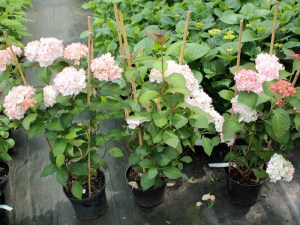 'Hortensja (Hydrangea) Mirai c4 zdjęcie sadzonki' Hortensja (Hydrangea) Mirai c4 zdjęcie sadzonki