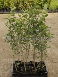 Dereń jadalny (Cornus mas) c1,5 zdjęcie sadzonki