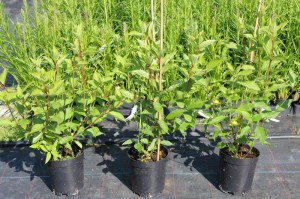 Hortensja bukietowa Polar Bear Hydrangea c2 zdjęcie sadzonki