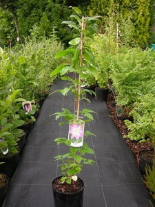 Powojnik (Clematis) Asao c2 zdjęcie sadzonka