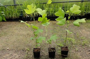 Tulipanowiec amerykański (Liriodendron) sadzonka zdjęcie 10