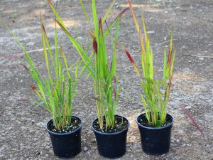 Trawa czerwona (Imperata) Red Baron zdjęcie sadzonki