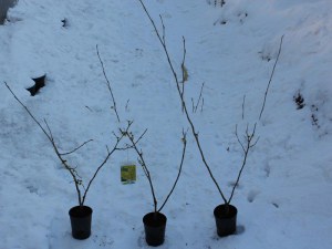 Oczar pośredni (Hamamelis intermedia) Arnold Promise c4 zdjęcie sadzonki