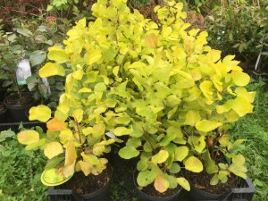 'Perukowiec podolski (Cotinus coggygria) Golden Spirit zdjęcie sadzonki 1' Perukowiec podolski (Cotinus coggygria) Golden Spirit zdjęcie sadzonki 1
