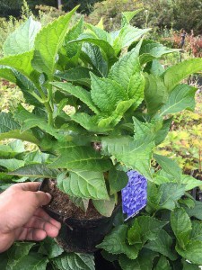 Hortensja  Early Blue, Hortensja niebieska c3 zdjęcie sadzonki 2