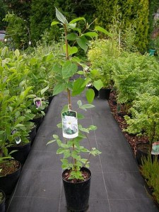 Powojnik (Clematis) Duchness of Edinburg c2 zdjęcie sadzonki