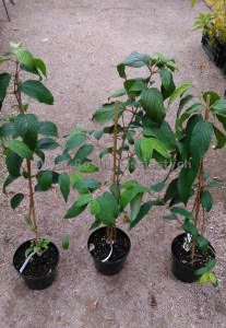 Kalina japońska (Viburnum plicatum) Kilimanjaro c3 zdjęcie sadzonki