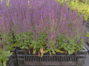 Szałwia omszona (Salvia) Merleau Blue zdjęcie sadzonki 1