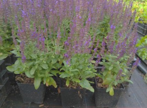 Szałwia omszona (Salvia) Merleau Blue zdjęcie sadzonki 2