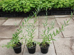 Budleja skrętolistna (Budleja alternifolia) Unique zdjęcie zdjęcie sadzonki