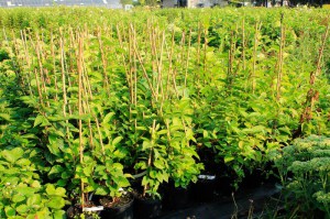 Cytryniec chiński (Schisandra chinensis) c2 zdjęcie sadzonki