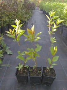 Guzikowiec (Cephalanthus occidentalis) zdjęcie sadzonki