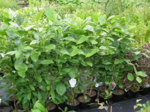 Magnolia pośrednia (Magnolia soulangeana) Lennei c3 zdjęcie sadzonki