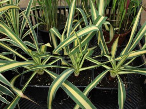 Juka Colour Guard (Yucca filamentosa) sadzonki