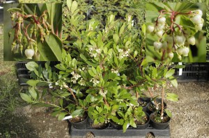 Drzewo truskawkowe (Arbutus unedo) Compactus zdjęcie sadzonki