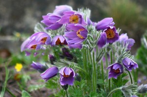 Sasanka (Pulsatilla) fioletowa sadzonka zdjęcie 1