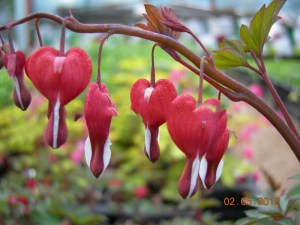 Serduszka (Dicentra) Valentine zdjęcie 1