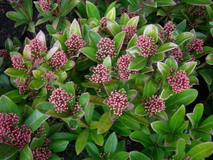 Skimia japońska (Skimmia japonica) Rubella zdjęcie 1